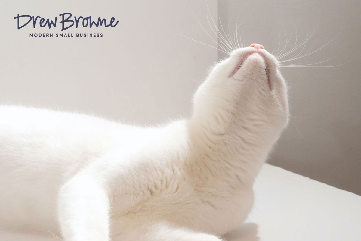 a beautiful white haired cat on a white floor in a cream white room