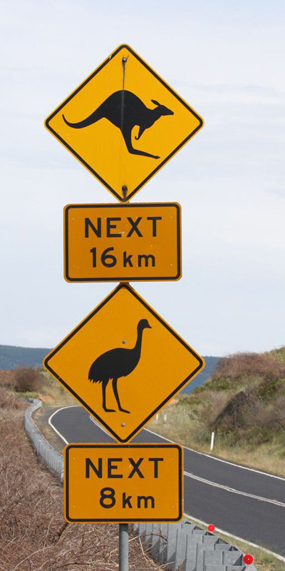 Australian road sign kangaroos, wombats and Sapience Financial