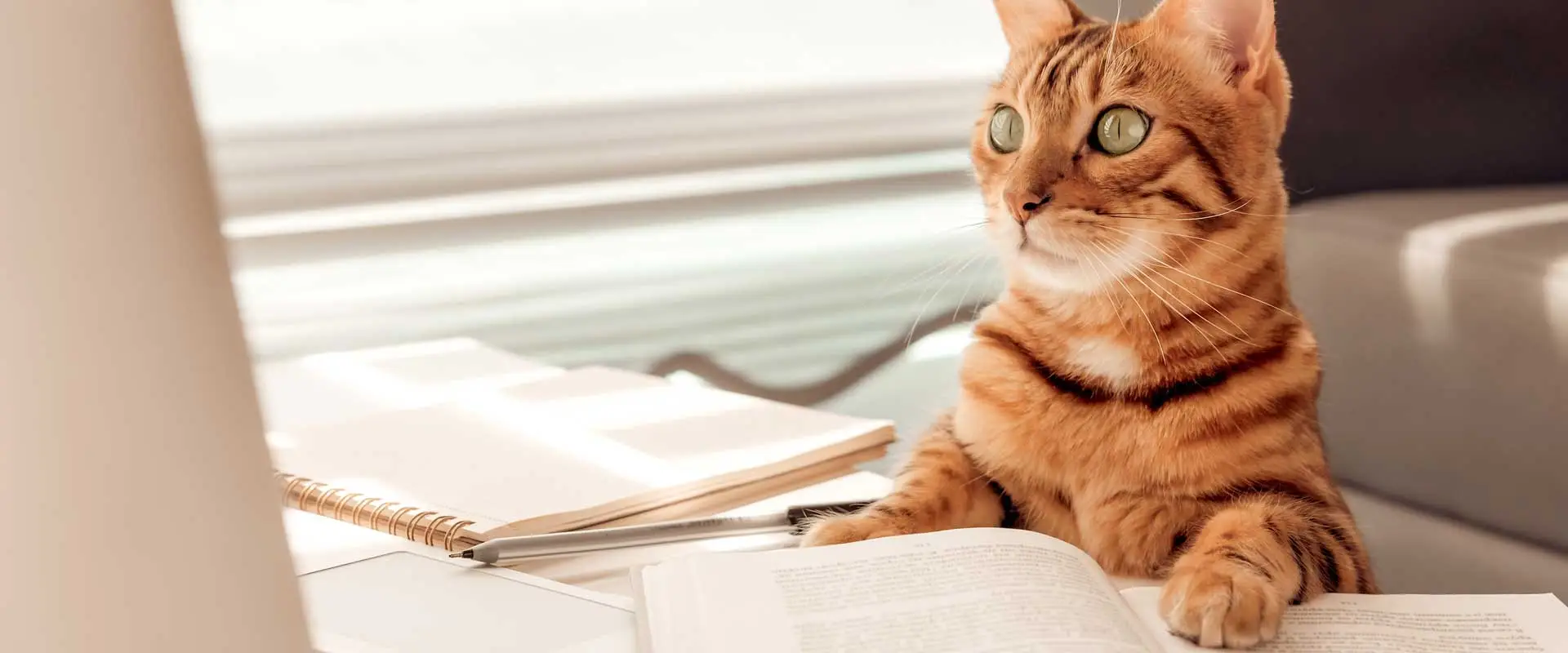 cat researching and reading from computer screen 