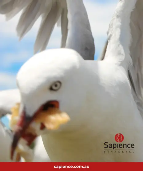 seagull swooping to capture a hot fried potato chip
